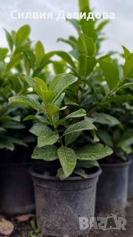 Лавровишня , снимка 6 - Градински цветя и растения - 51968758