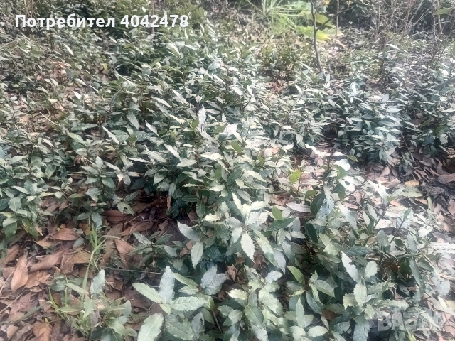 фиданки дафинов лист