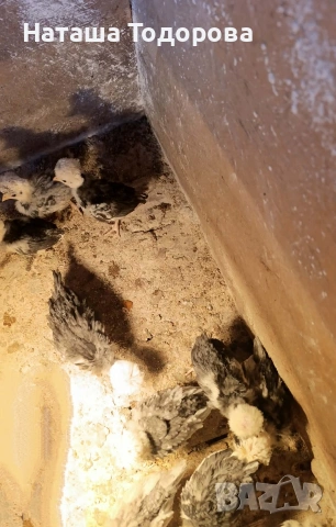 Пилета холандска носачка , снимка 3 - Кокошки и пуйки - 53684301