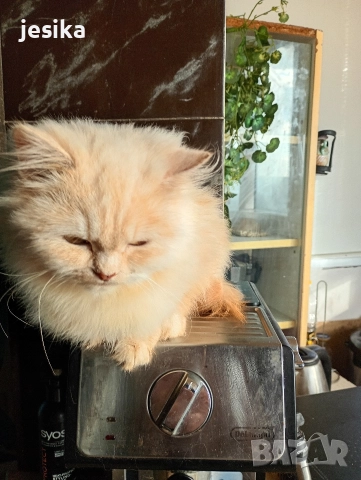 персийски на 4месеца , снимка 4 - Персийска - 52840492