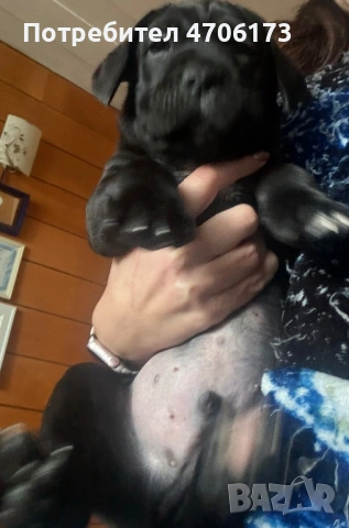 Кане Корсо / Cane Corso, снимка 2 - Кане корсо - 53065228