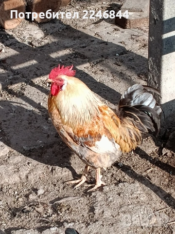 Продавам млади петлета само за 7,50, снимка 3 - Кокошки и пуйки - 53942038