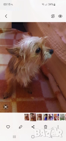 Йоркширски териер йорки + подарък, снимка 3 - Йоркширски териер - 52649100