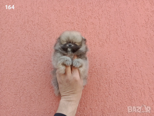 Мини Померан.Реални снимки от 17.03.26 г. Миниатюрен !
