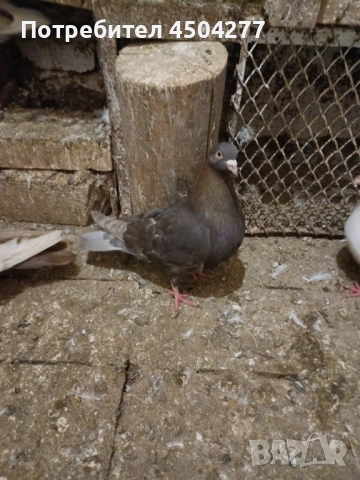 Свободни гълъби