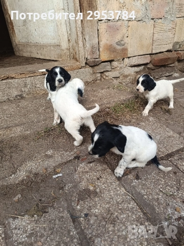 Английски сетер , снимка 4 - Английски сетери - 52339525