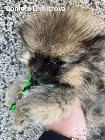 Померан, снимка 6 - Померан - 53821869