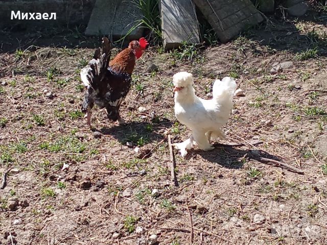 Джинки, снимка 4 - Кокошки и пуйки - 46005860