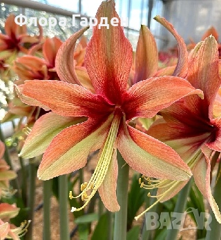 Луковици Амарилис, Хипеаструм