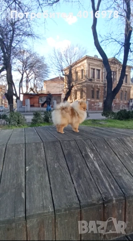 Померан Момиче с Родословие FCI, снимка 2 - Померан - 52822321