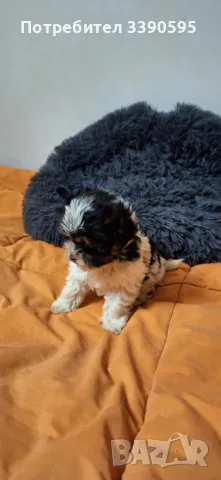 Бивър Йоркширски Териер , снимка 3 - Йоркширски териер - 49868202