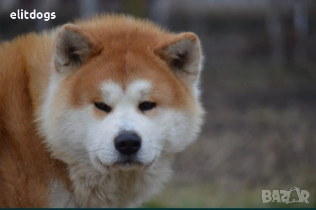 Акита Ину прекрасни кученца , снимка 7 - Акита ину - 52896168