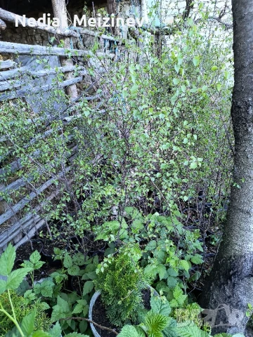 Бяла бреза, снимка 4 - Разсади - 50568007