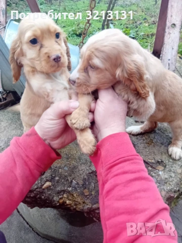 Английски кокер , снимка 4 - Кокер шпаньол - 53838671