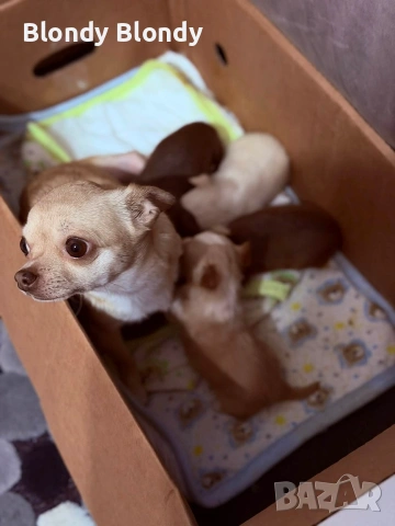 Чихуахуа Мини Пинчер, снимка 11 - Чихуахуа - 53598696