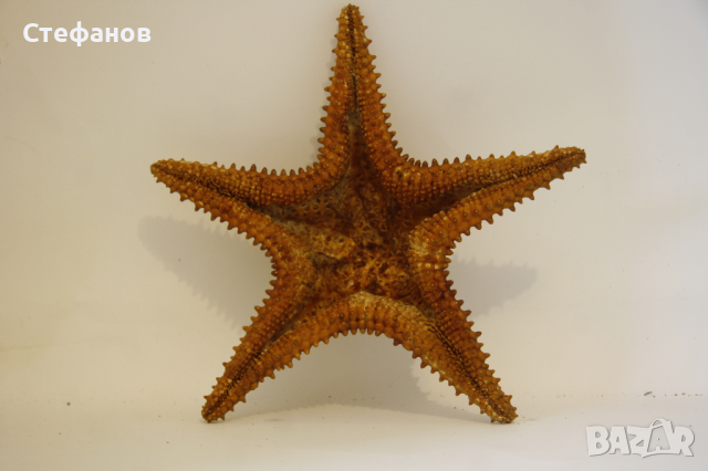 Голяма морска звезда, снимка 3 - Декорация за дома - 44987849