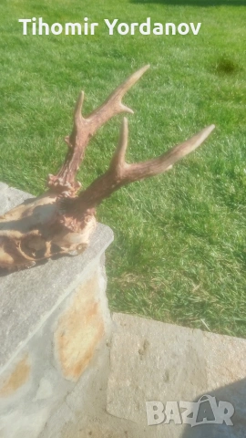 Трофей от сръндак -5 броя , снимка 8 - Антикварни и старинни предмети - 54056882