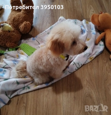 Мини пудел момченце , снимка 5 - Пудели - 54236028