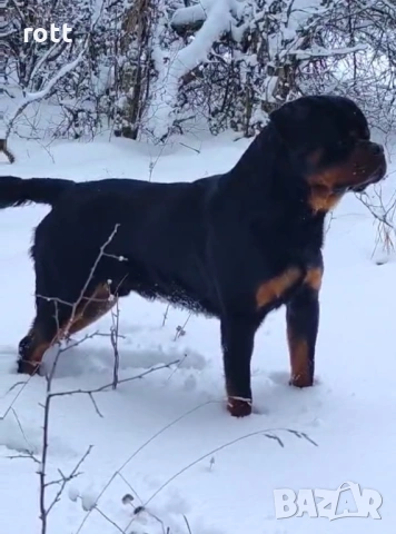 Ротвайлер, снимка 4 - Ротвайлер - 53636830