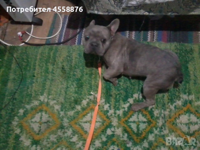 продавам френски булдог женски