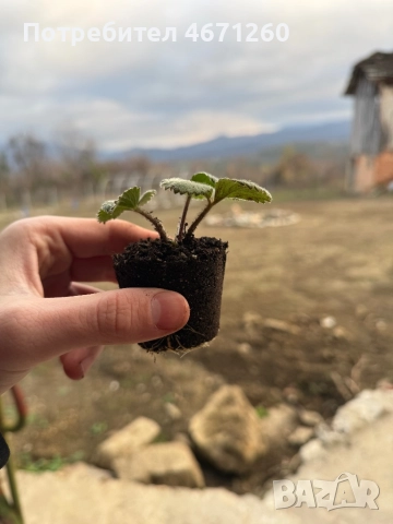 Разсад ягоди сорт Дели