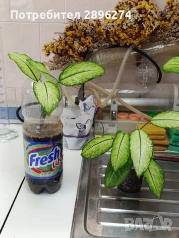  Дифенбахия !!! РАЗПРОДАЖБА (-40%)!!!, снимка 8 - Стайни растения - 46264327