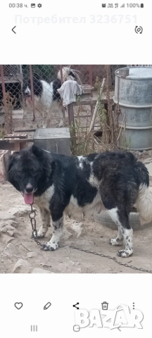 Българско овчарско куче , снимка 3 - Каракачанска овчарка - 52644548