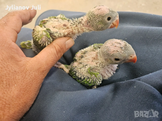 Бебета малки "Александър", снимка 2 - Папагали - 54045761