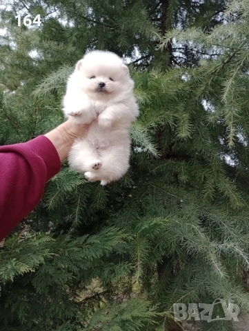 Бели Померани. Реални снимки от 28.02.26 г. Момче и момиче.