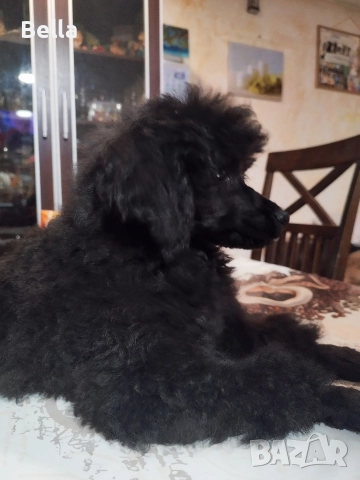 Мини пудел, снимка 7 - Пудели - 52673460