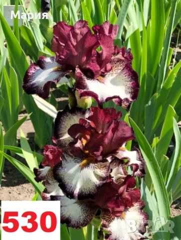 Сортови вискоки ириси /брадати ириси, снимка 16 - Градински цветя и растения - 51459398