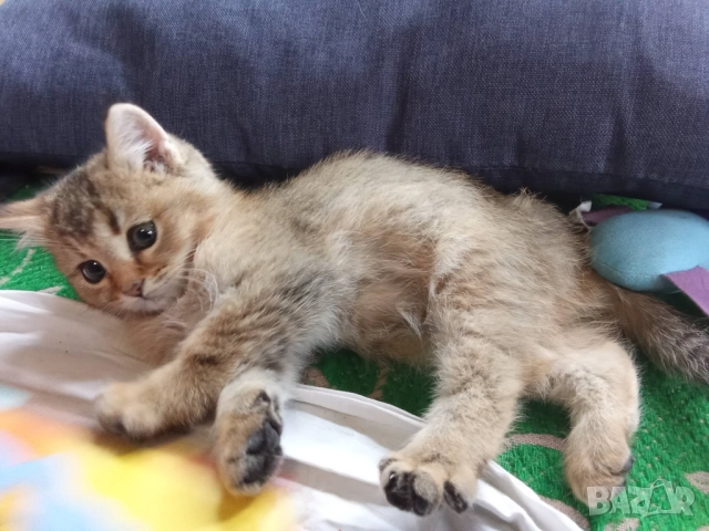 Британско коте, момиче, момче, маркирано, агути, таби, котка, котарак, котенце британче, снимка 5 - Други - 52152579