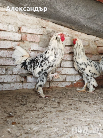 Кокошка Бреда