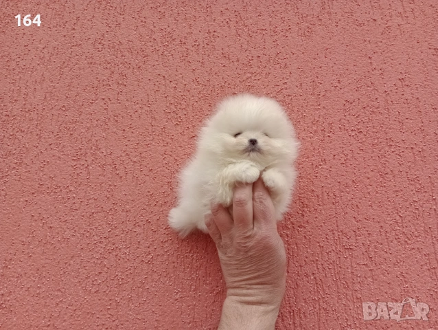 Бели мини Померани. Реални снимки от 13.03.26 г. , снимка 7 - Померан - 53710741