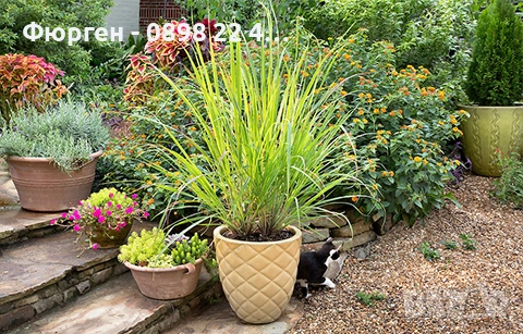 Лимонева трева - Разсад