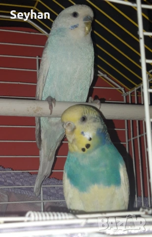  Чифт папагали с кледка