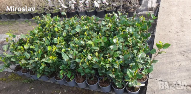 Камелия (Червена), снимка 7 - Градински цветя и растения - 49845770