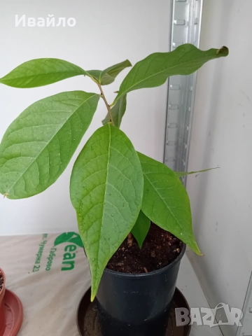 Asimina triloba - Индиански банан