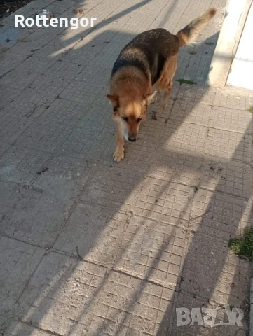 Подарявам, снимка 2 - Немска овчарка - 53982292