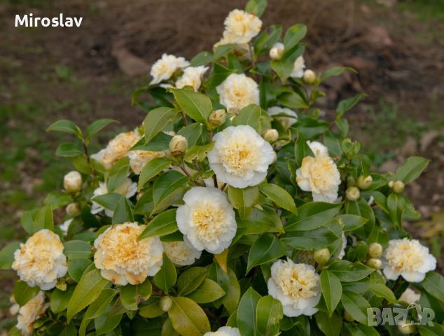 Камелия(Градинска)4налични цвята, снимка 4 - Градински цветя и растения - 45102764