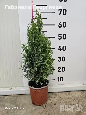 Западна туя "Смарагд ", снимка 1