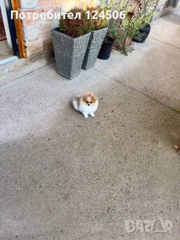 Померан мини померанче, снимка 2 - Померан - 52658632