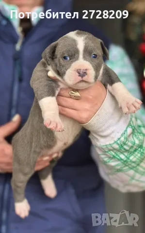 Американско Були Хл/American Bully XL , снимка 3 - Питбул - 48348695