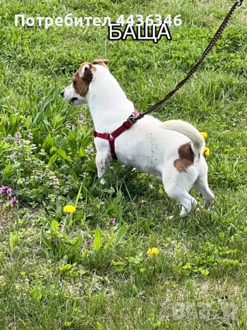 Продавам Джак Ръсел Териер, снимка 7 - Джак ръсел териер - 52775604