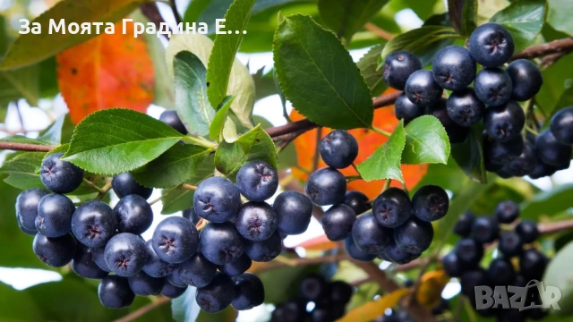 Арония - Растението чудо! , снимка 5 - Градински цветя и растения - 53743992