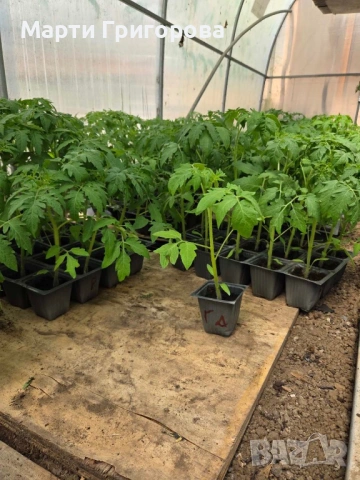 Разсад домати Нови Искър, снимка 2 - Разсади - 54242452