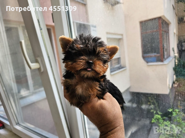 Йоркширски териер мини, снимка 6 - Йоркширски териер - 53922318