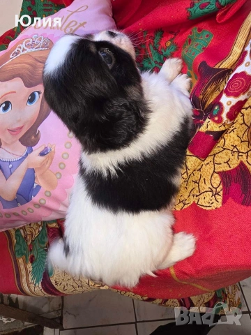 Японски хинчета, снимка 7 - Други - 52506287