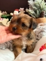 Мини Голдън йорки , снимка 2