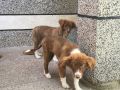 2 мъжки кучета на 4 месеца, снимка 9